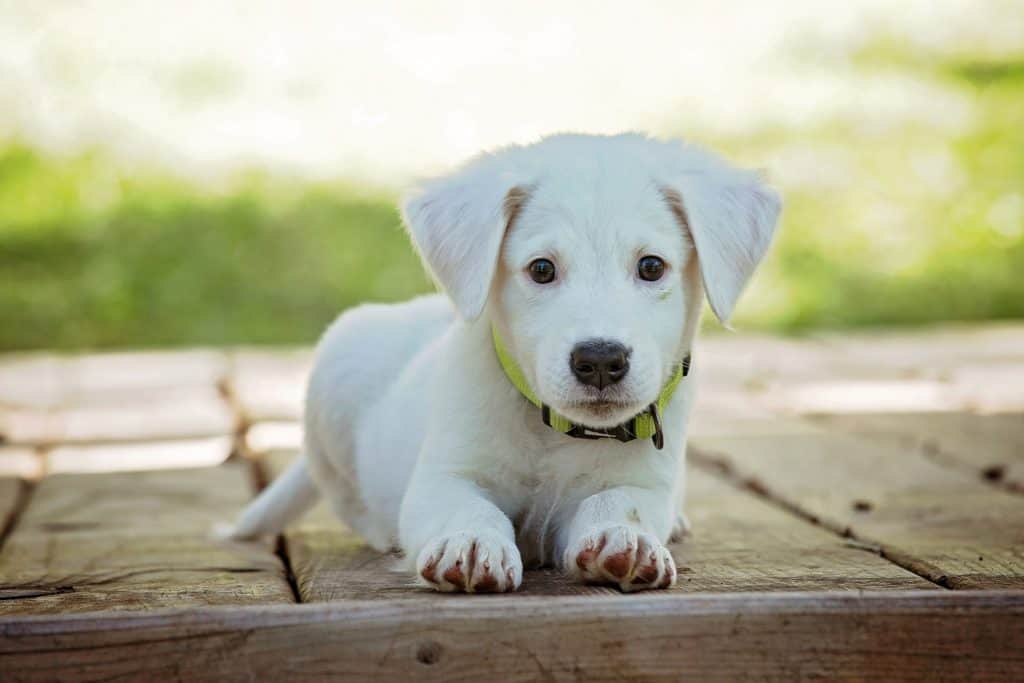 8 Week Old Puppy: Potty Training Guidelines