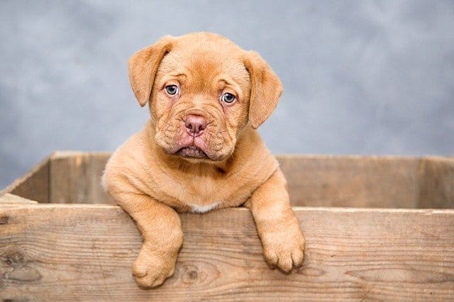 A dog sitting on top of a wooden table