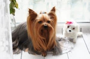 Essential Pet Grooming Tips Just For Your Pet
