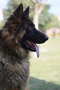 Are Australian Shepherd Good Breeding Dogs?