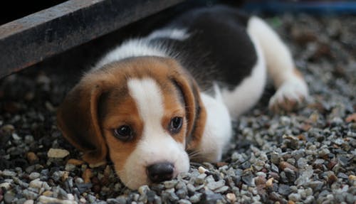 Vaccinate Puppies: Why Is It Necessary To Give Vaccinations?