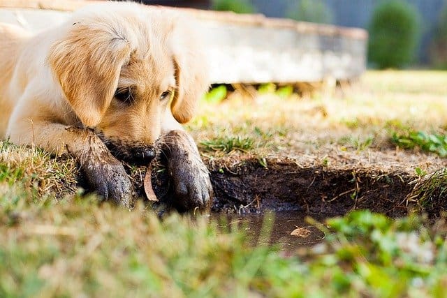 A dog sitting on top of a grass covered field