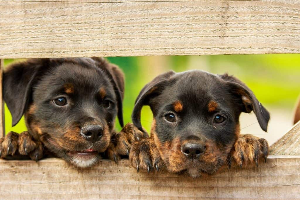 How To Punish And Discipline Puppies