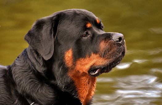 Our Rottweiler Puppies easy to train: How To Train?