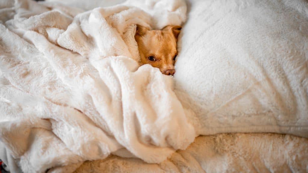 Why Buy a Dog Blanket?