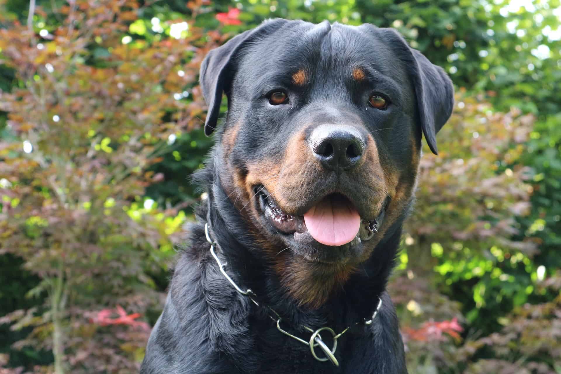 A Guide To Rottweiler Puppies Training
