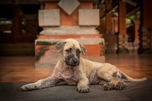 Dog House Ventilation: An Imperial Key While Building A Kennel