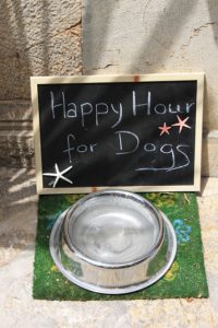 Dog Bowls: What Is The Safest Material For Dog Bowls