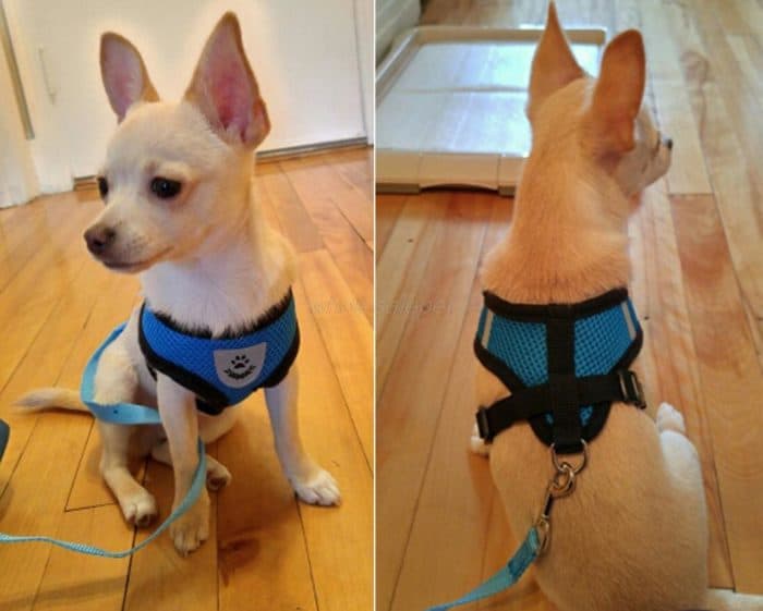 Breathable Mesh Small Dog Harness