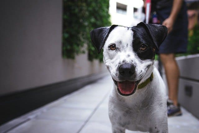 A dog looking at the camera