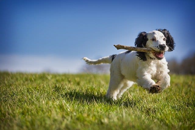 A dog in a grassy field