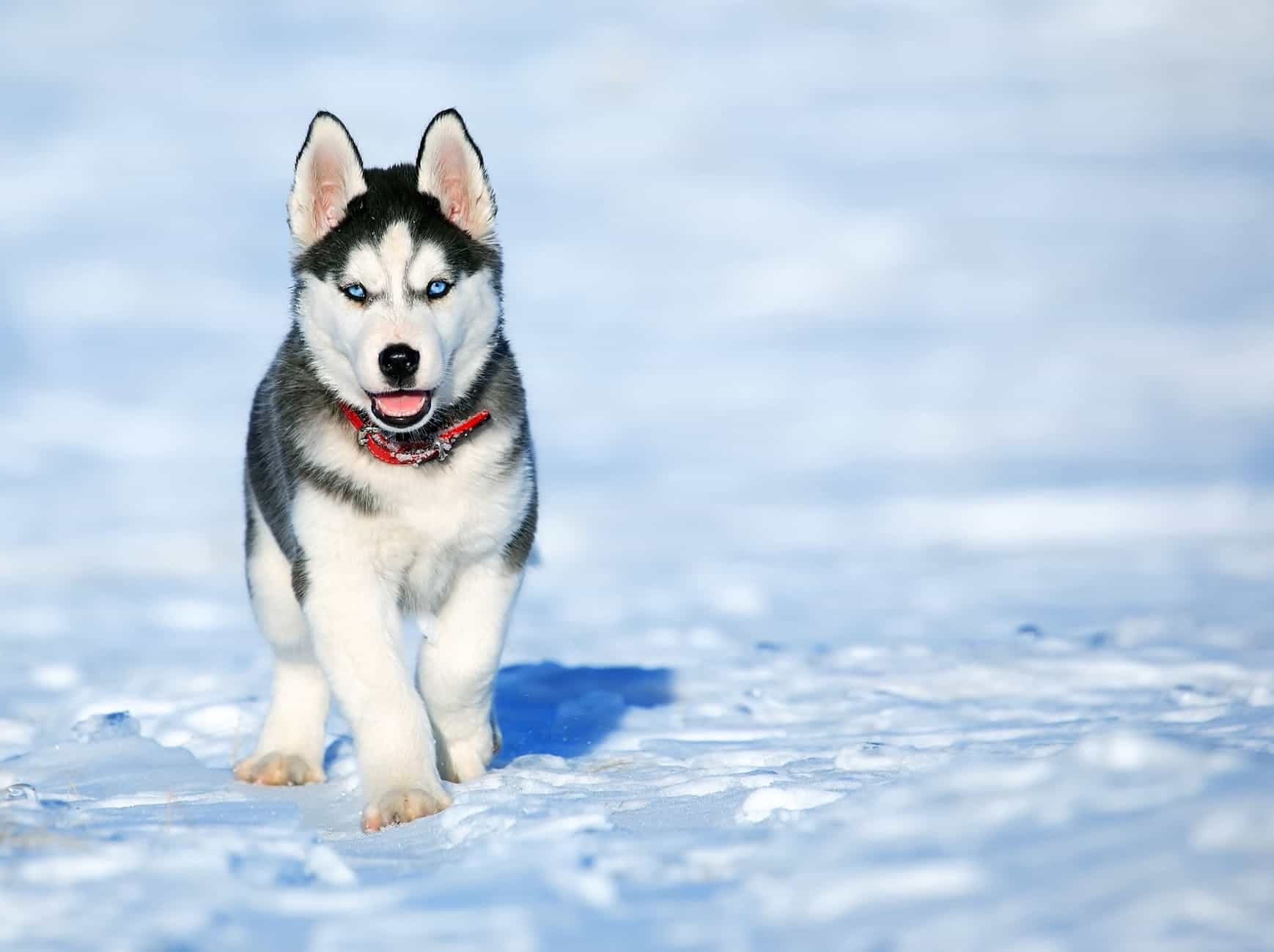 Dog Brush And Other Grooming Accessories For Your Dog