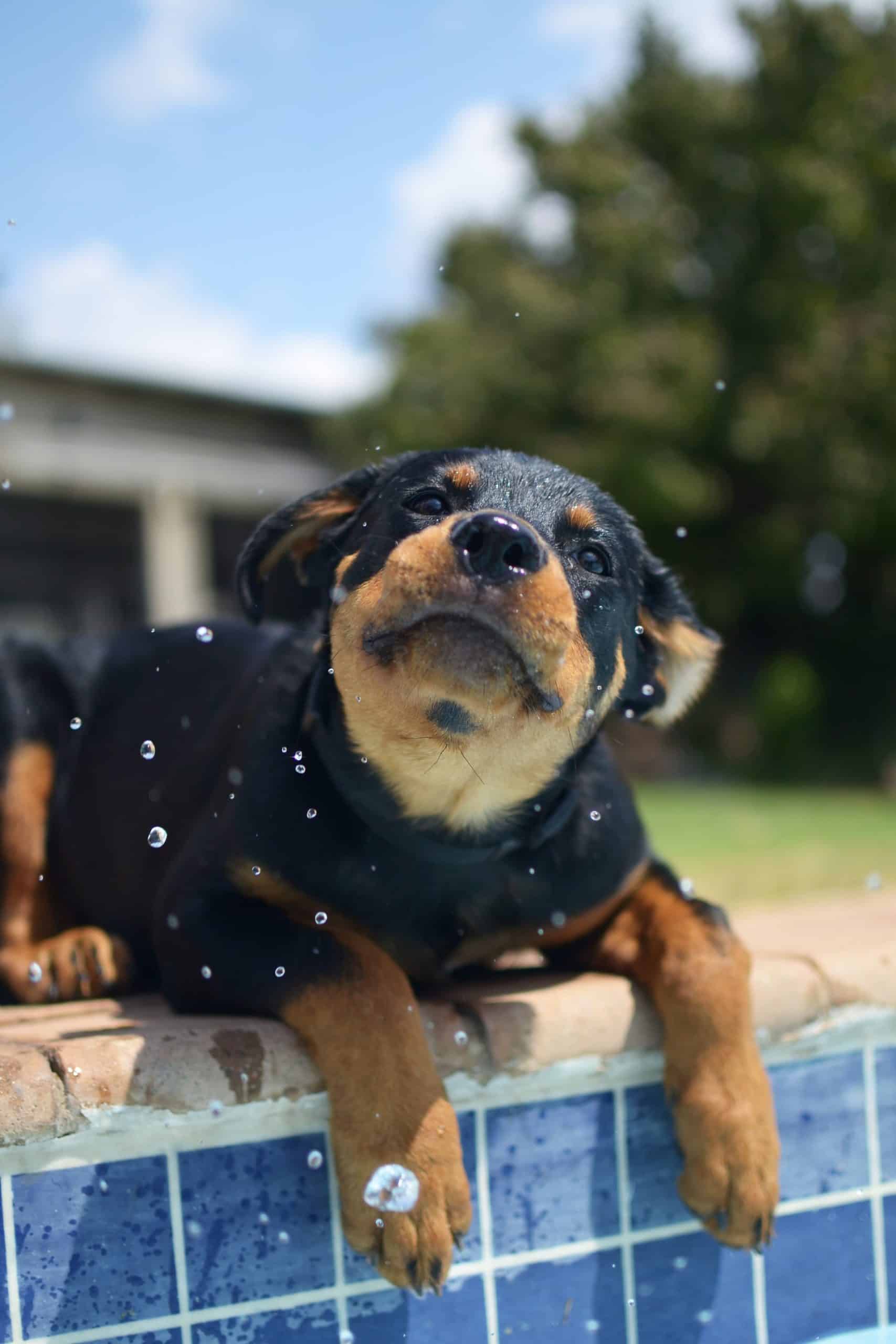 Why A Rottweiler Puppy Is Essential Pet To Your Family
