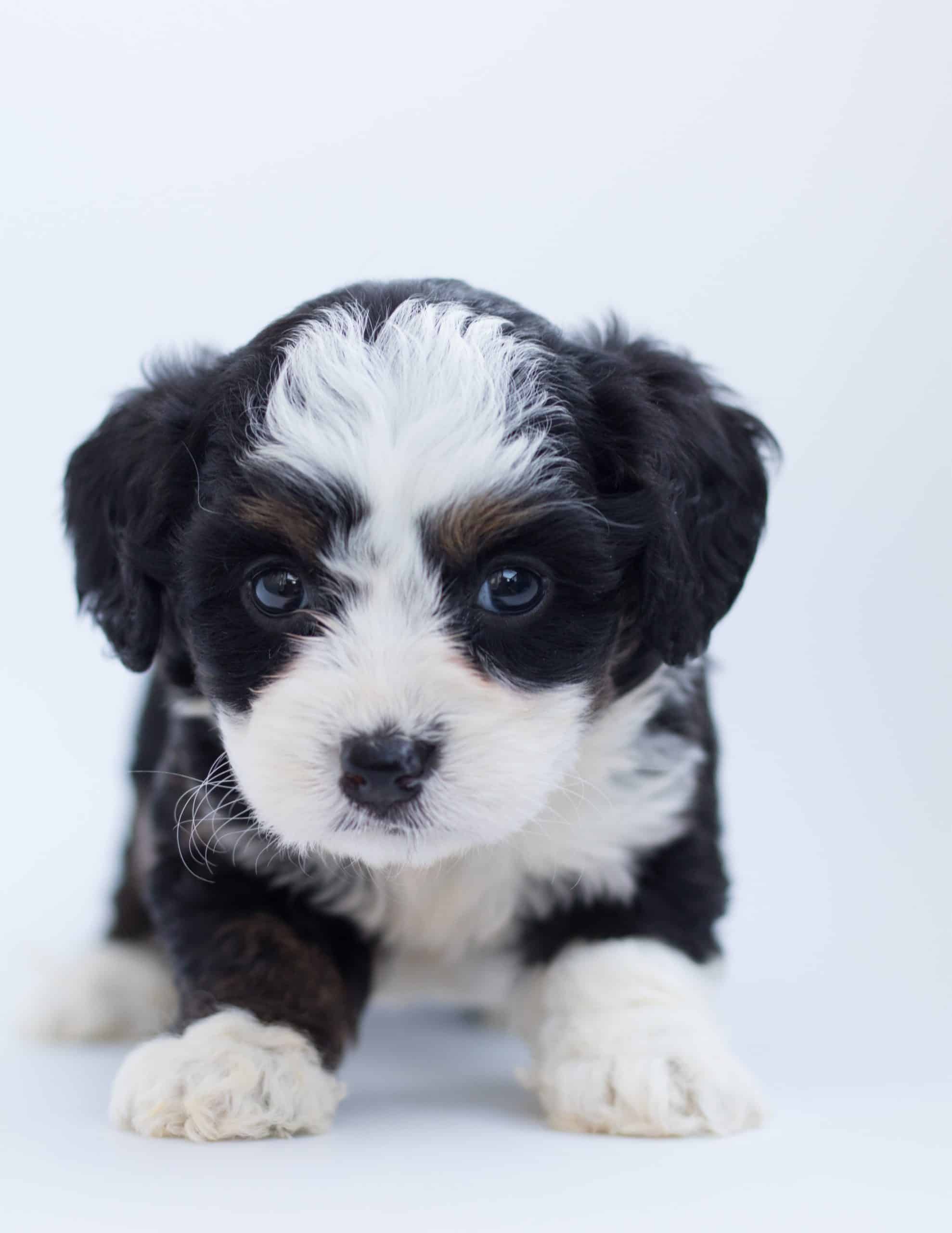 Puppies 101 - The Australian Shepherd Puppy Trains