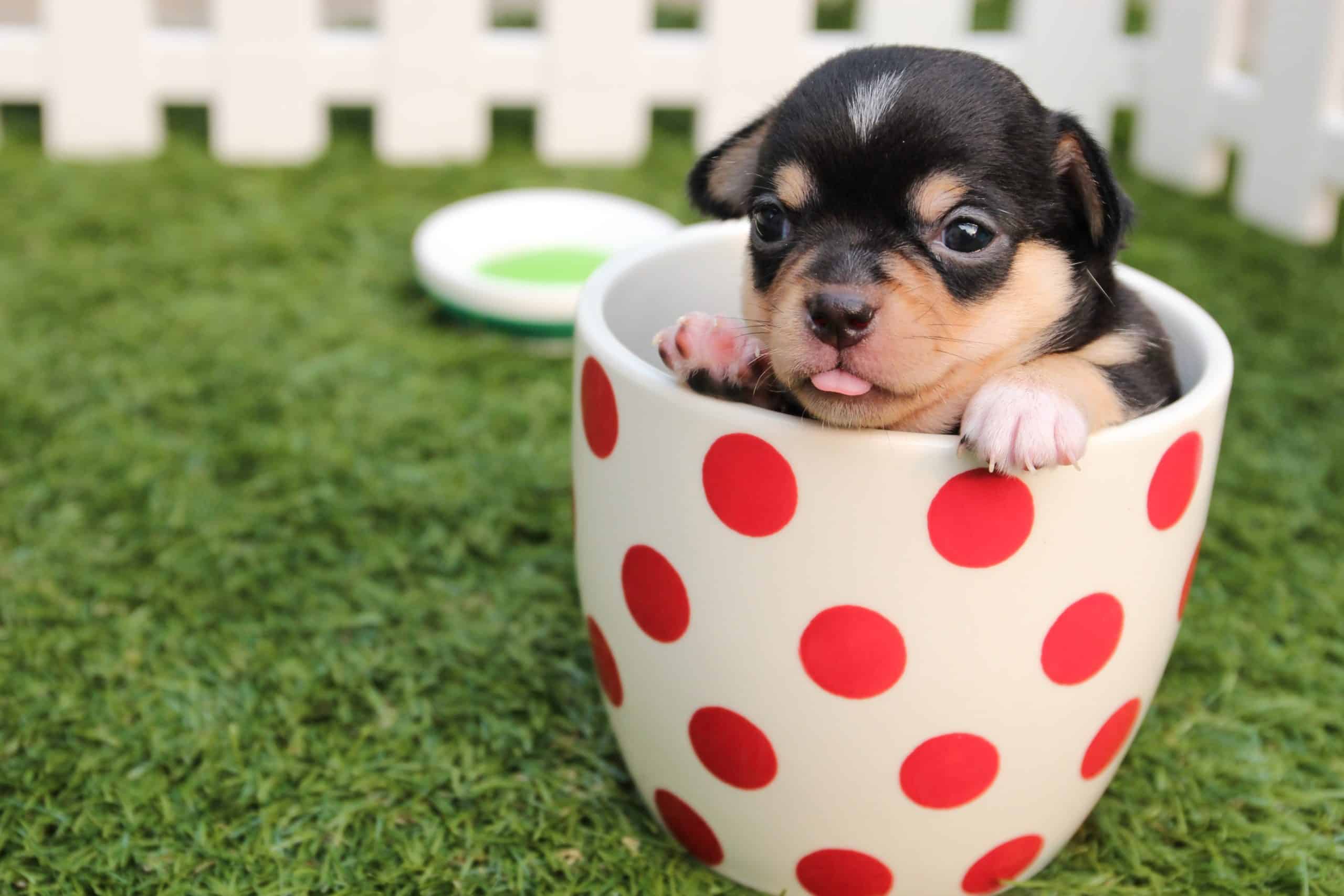 Rottweiler Puppies Training Tips To Know