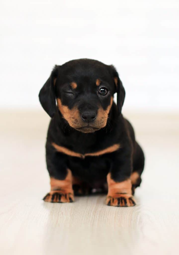 Rottweiler Puppies Training Tips To Know