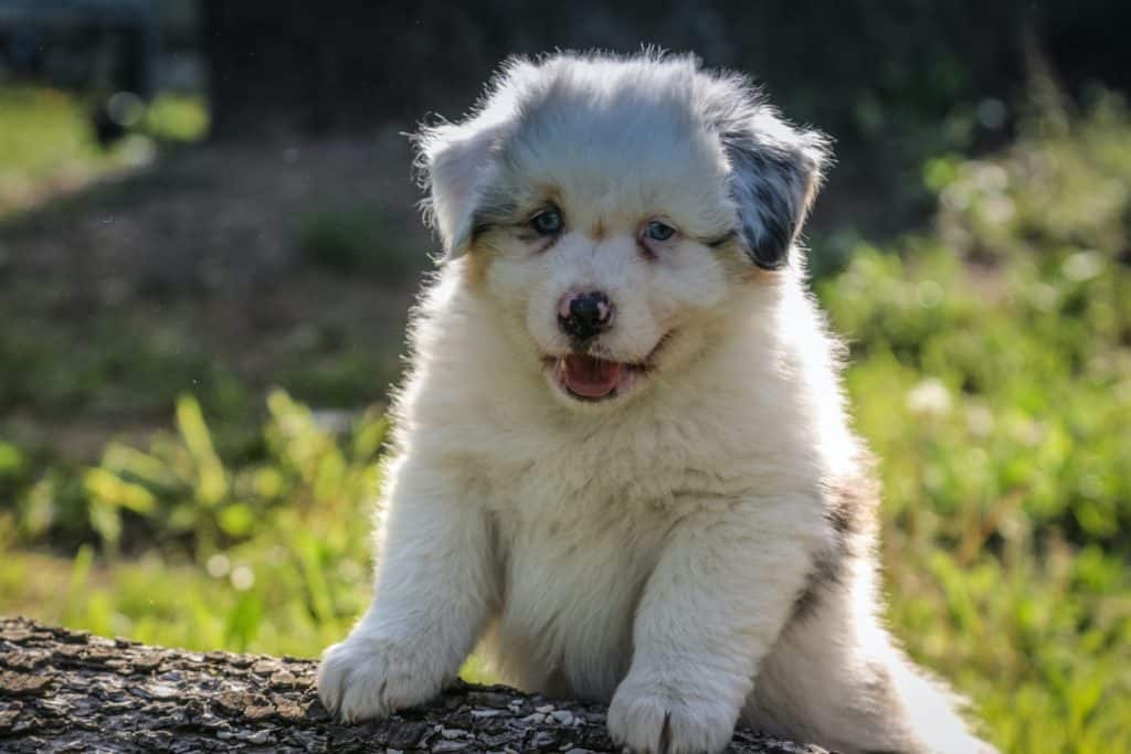 Australian Puppies - Tips to Help You Buy the Best Puppy For Your Friends