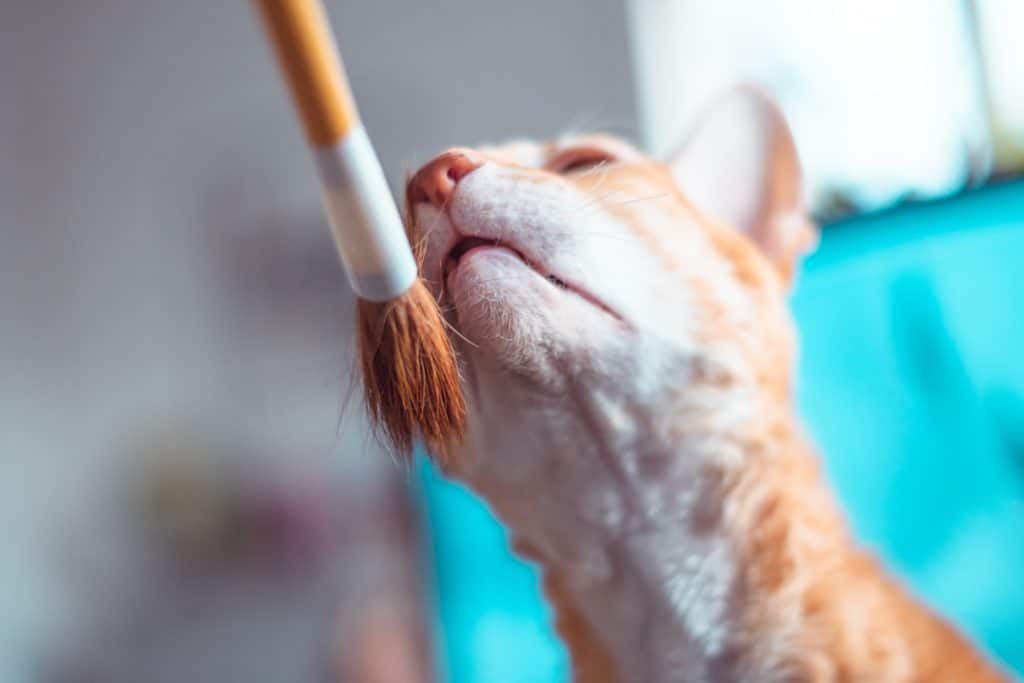 Pet Brushes - How to Choose the Right One