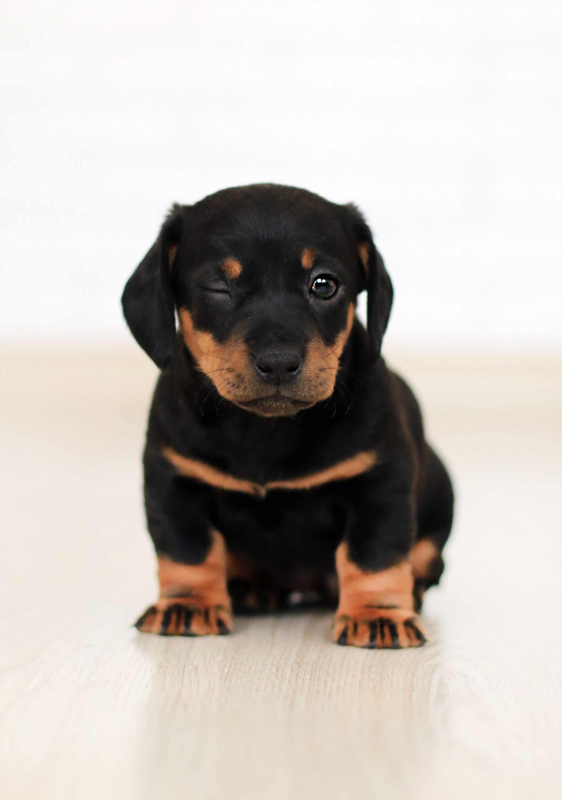 Tips For Training Rottweiler Puppies