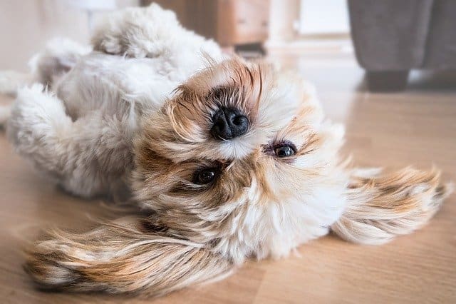 A dog sitting on a table