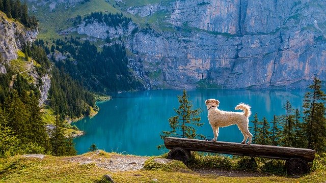 A bird sitting on top of a mountain