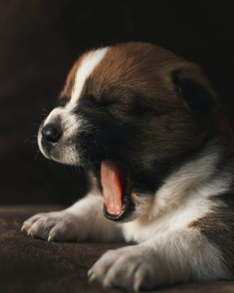 Puppies Care Tips - Is Your Puppy Ready For New Family? 
