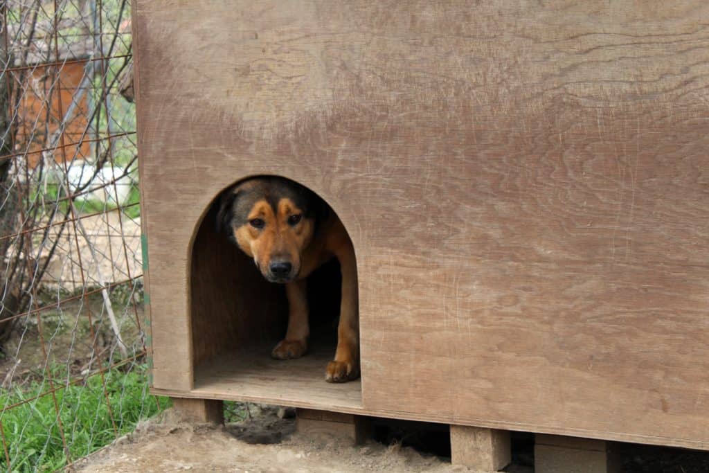 Your Dog Needs A Unique House For Dog Health And Safety