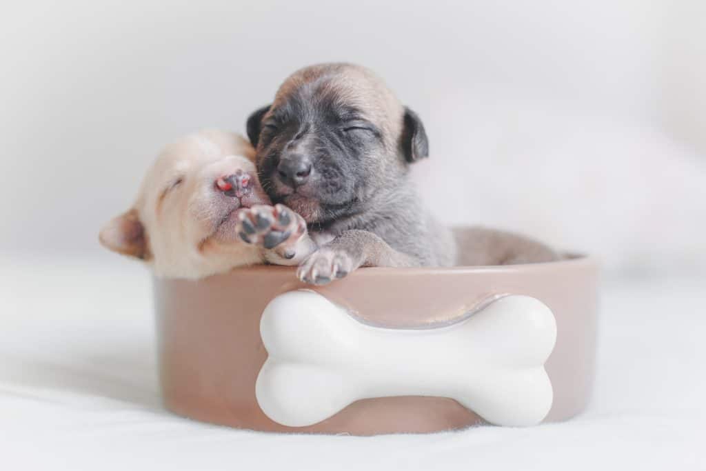 Tips For Your Puppy Care