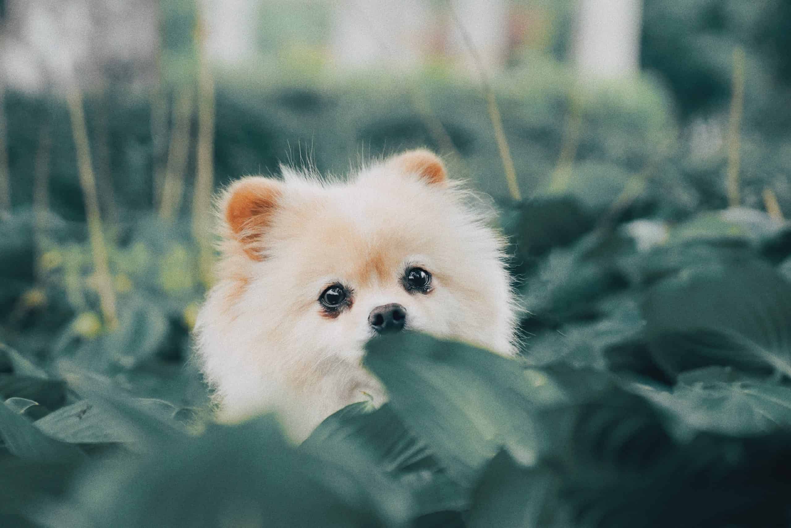 Secret Things You Didn't Know About Cute Pomeranian Puppies