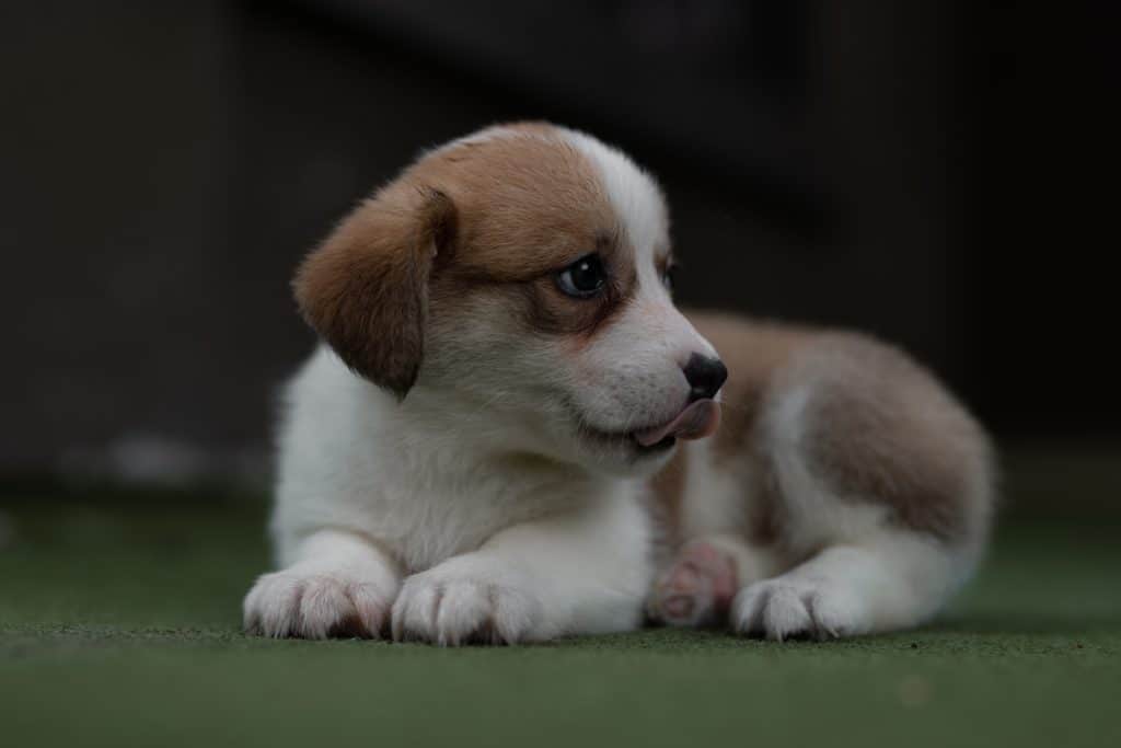 Steps For House Training For Your Puppy