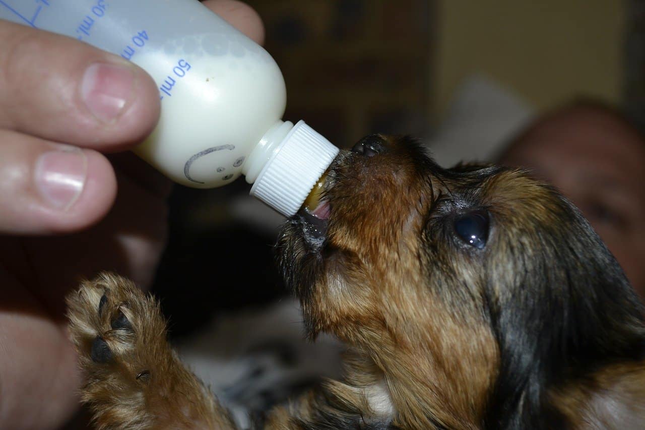 Learn To Do Bottle Feeding Puppies Like A Professional
