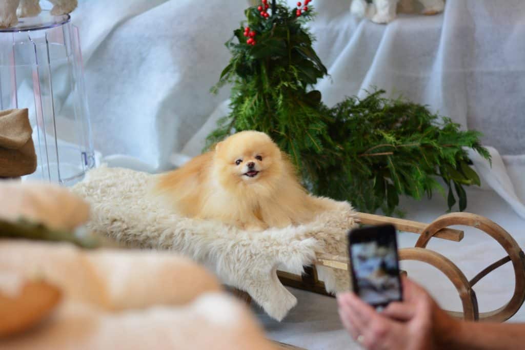 Secret Things You Didn't Know About Cute Pomeranian Puppies