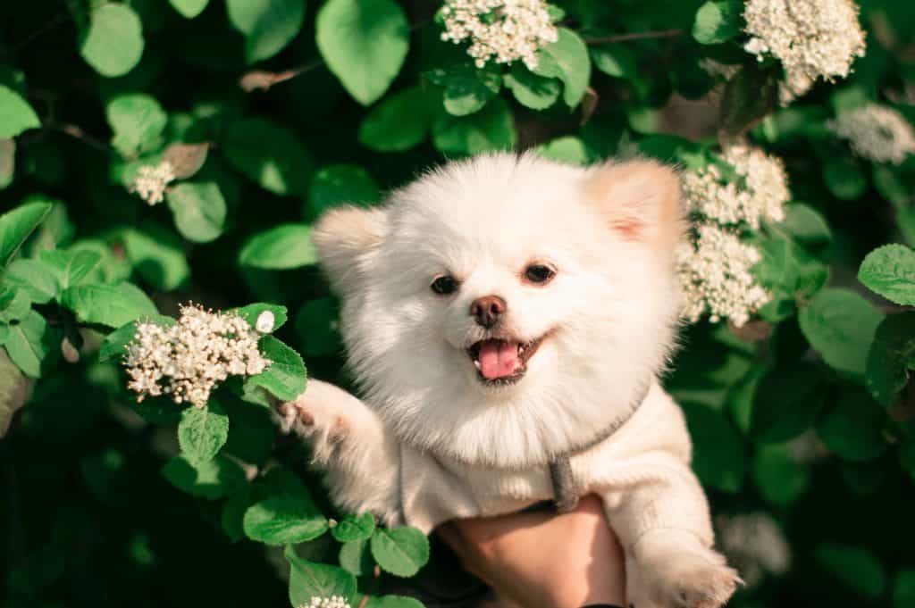 Secret Things You Didn't Know About Cute Pomeranian Puppies