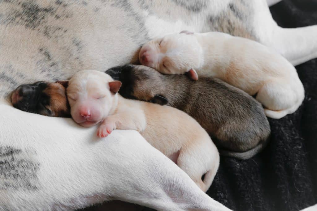 Steps Of How To Care For Newborn Puppies