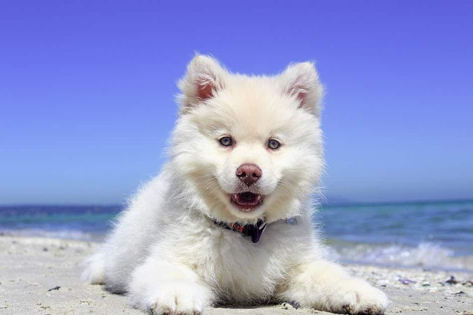 A dog sitting on a beach