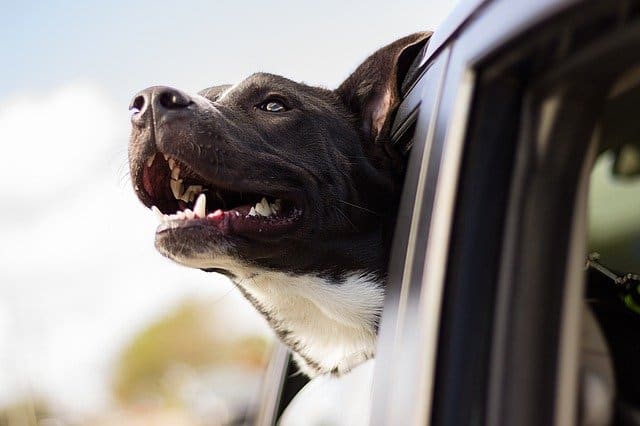 A close up of a dog sticking his head out of a car