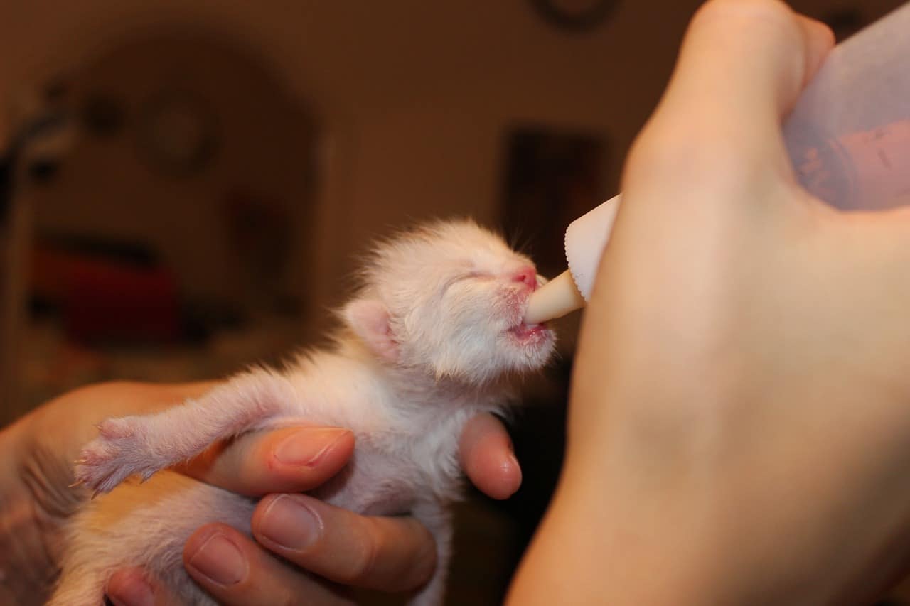 newborn puppy milk