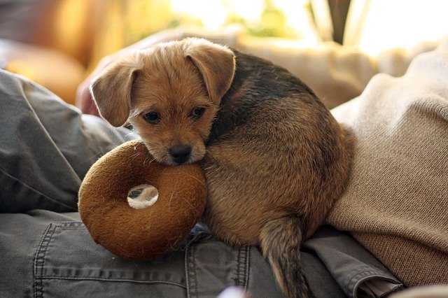 A small brown dog lying on a couch