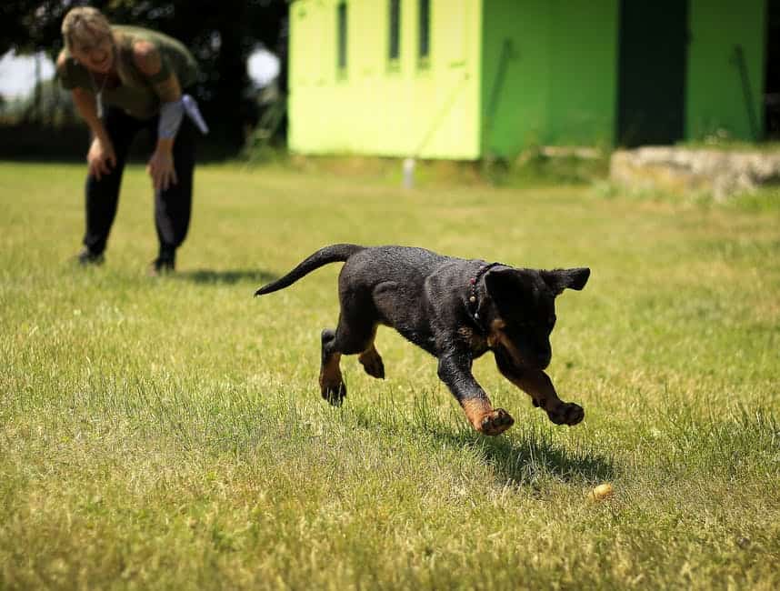 Diy Puppy Toys