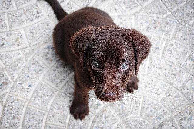 A dog looking at the camera