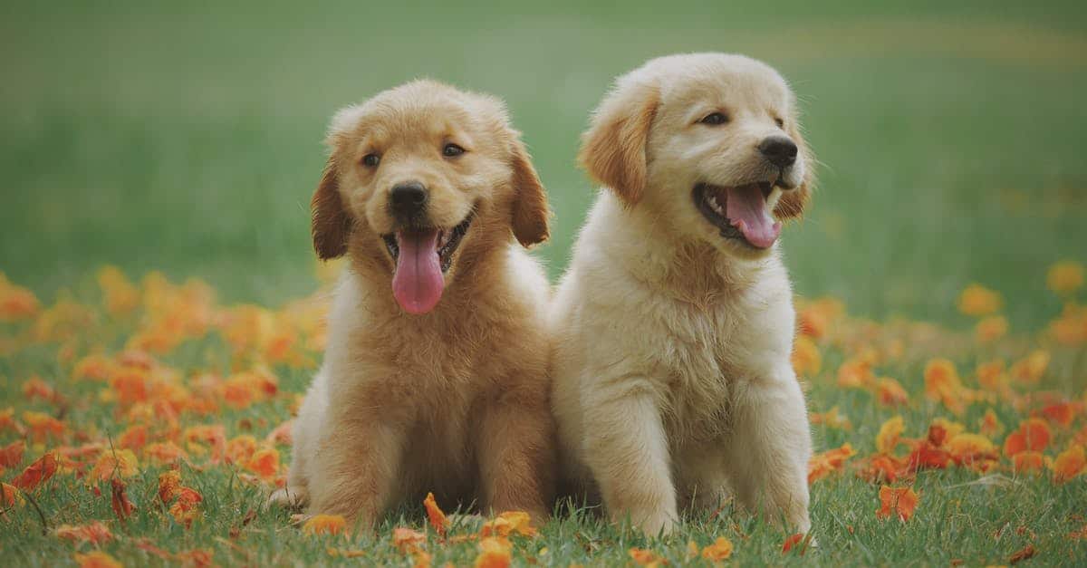 golden retriever puppy tips