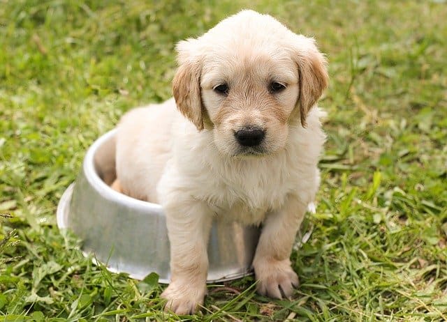 A dog sitting in the grass