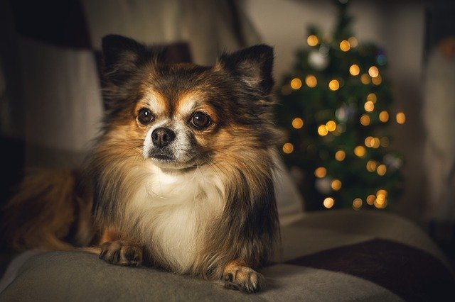 A small dog sitting on a table