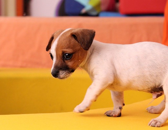 jack russell puppy training tips