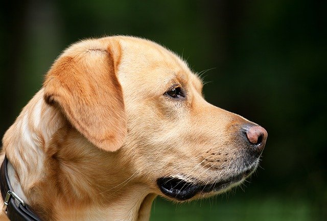 A close up of a dog