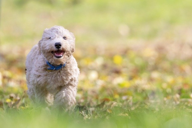 A small dog standing on grass