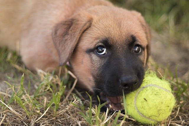 A dog standing on grass