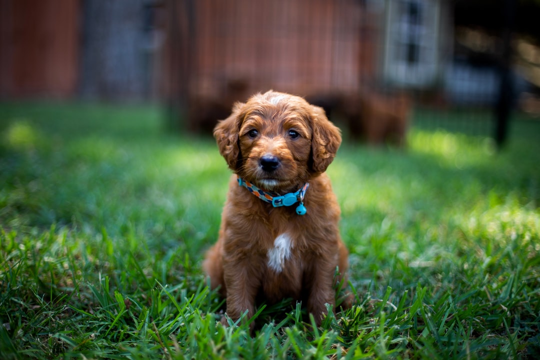 puppy potty training tips