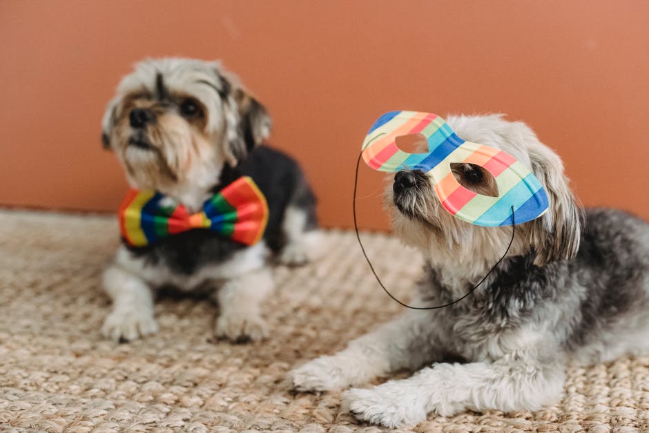 A small dog playing with a toy