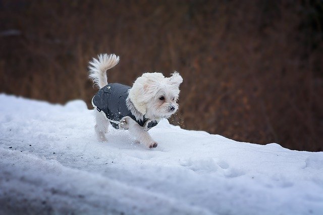 A dog that is covered in snow